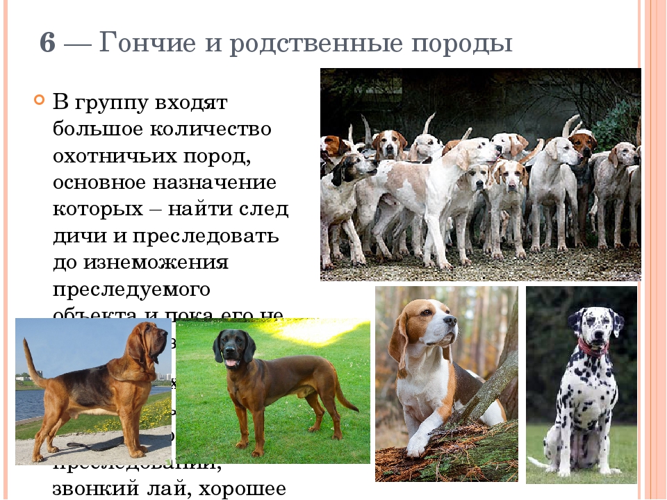 Русские породы собак — список с описанием