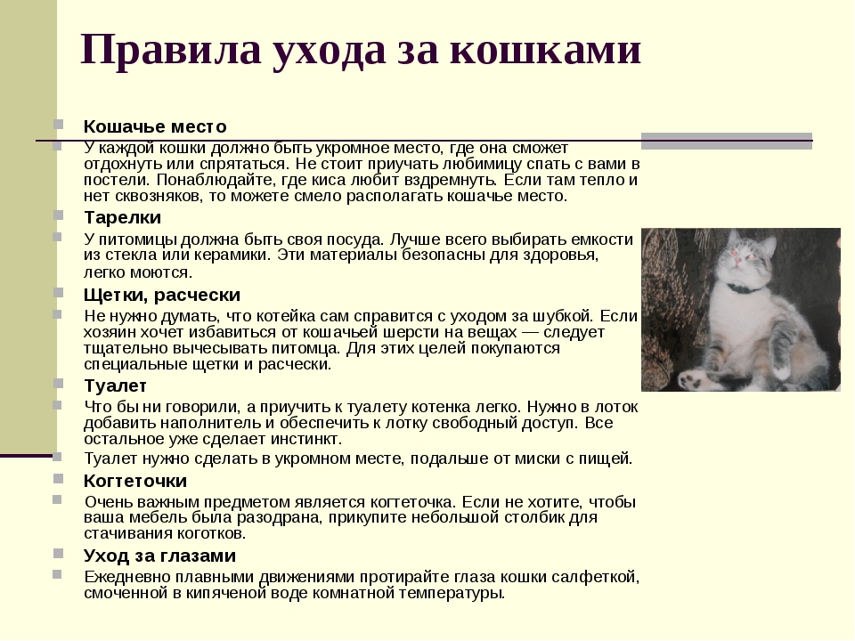 Особенности поведения кошек в старости и проблемы, связанные с возрастом
