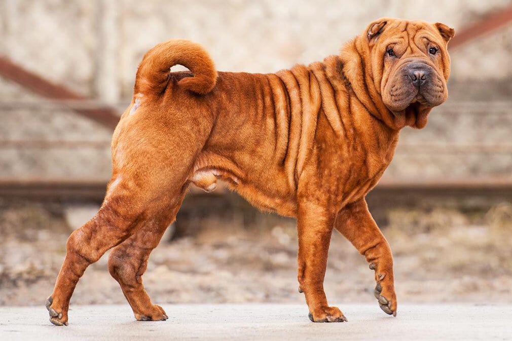 Китайская хохлатая порода собак: описание, советы по уходу и содержанию