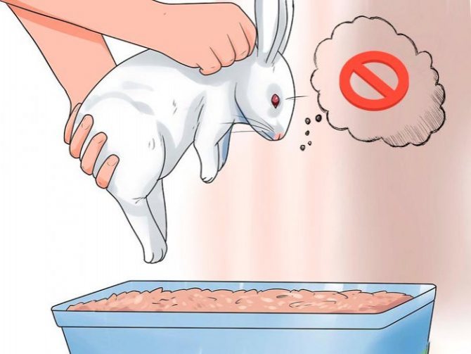 Как приучить кролика к лотку?