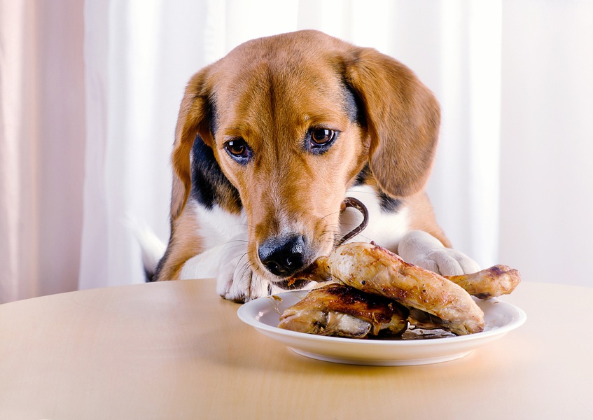 Куриные кости в рационе собаки: за и против