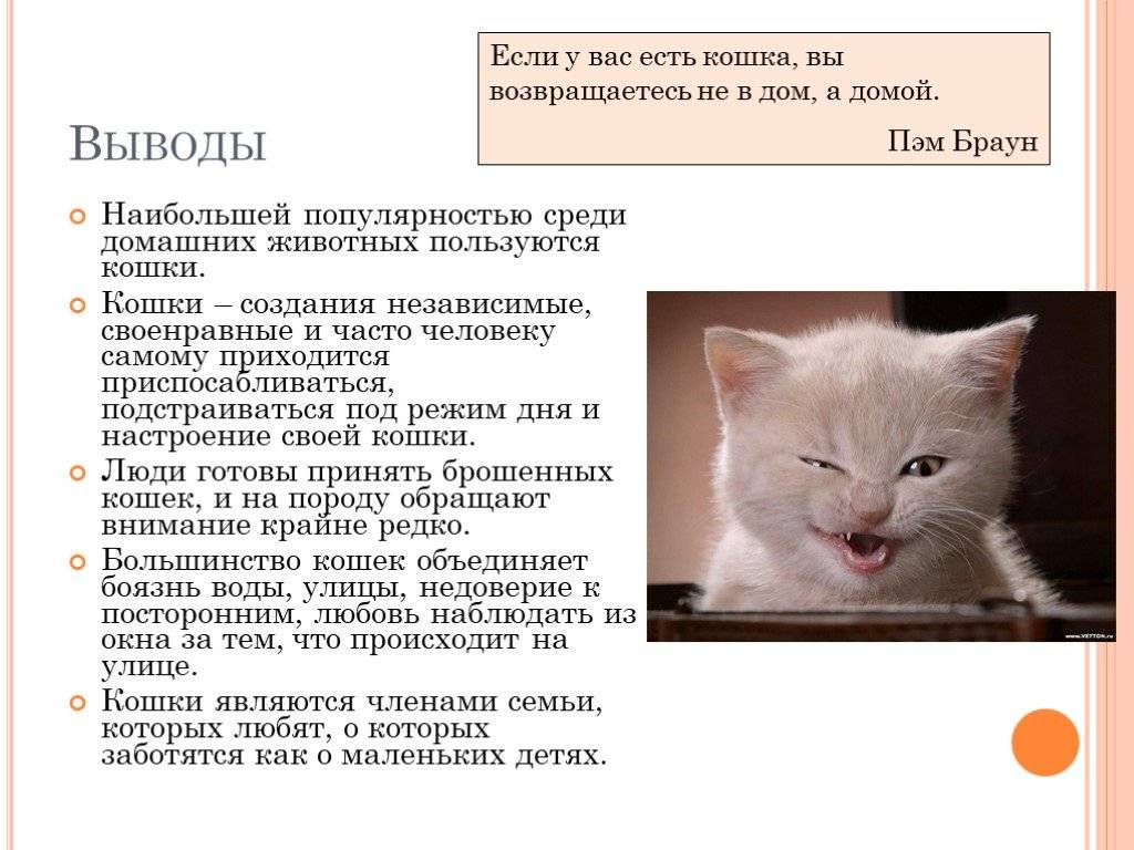 Невская маскарадная кошка (сибирский колор-пойнт)
