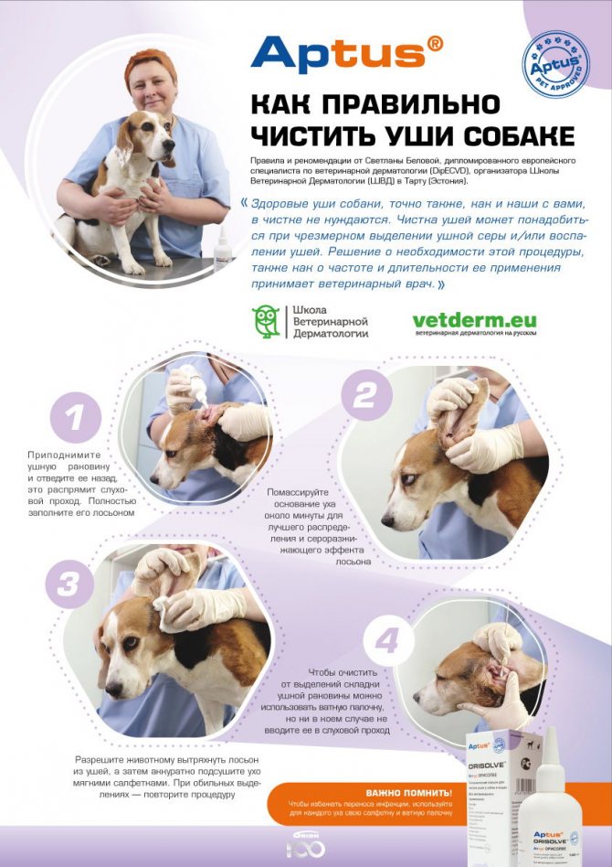 Как чистить уши собаке: частота процедуры, средства для чистки ушей у собак, что делать, если собака не дает чистить уши, приучение щенка к гигиене
