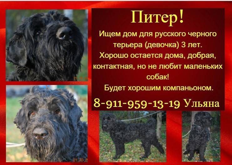 Описание породы собак русский черный терьер (собака сталина) с отзывами владельцев и фото
