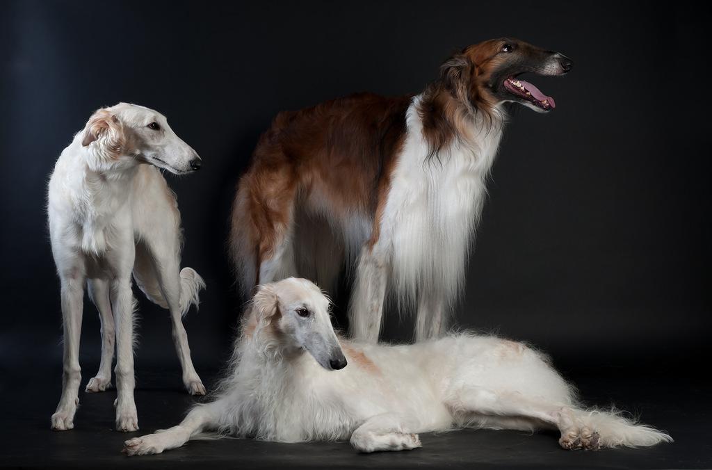 Пиренейская горная собака: все о собаке, фото, описание породы, характер, цена