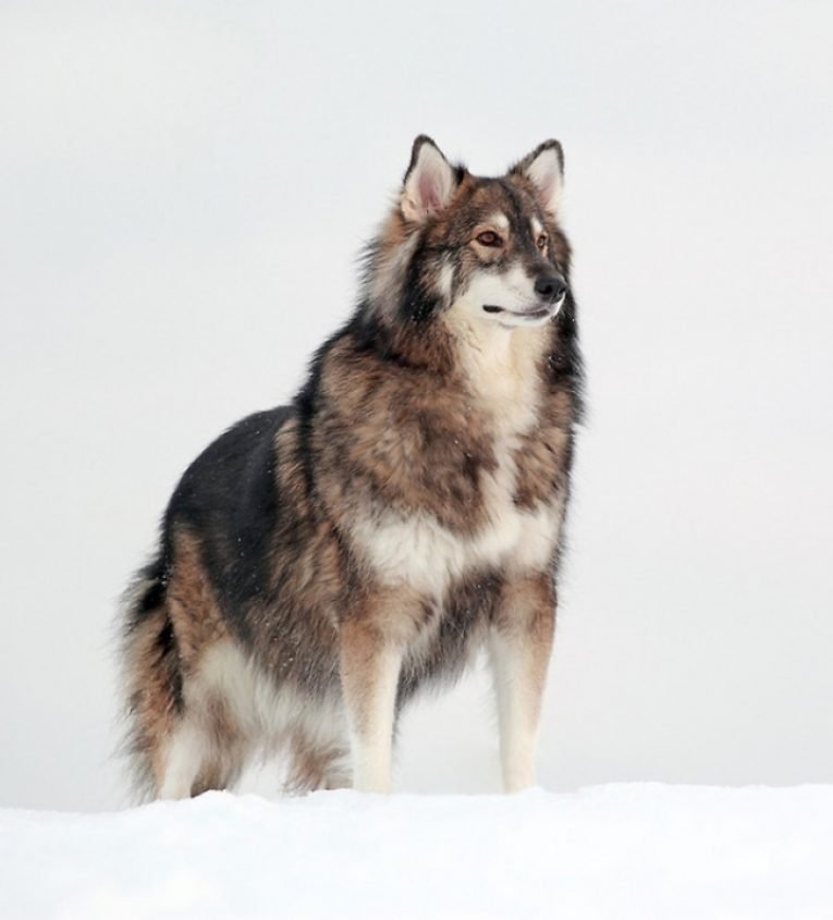 Утонаган (волчья собака) — порода собак