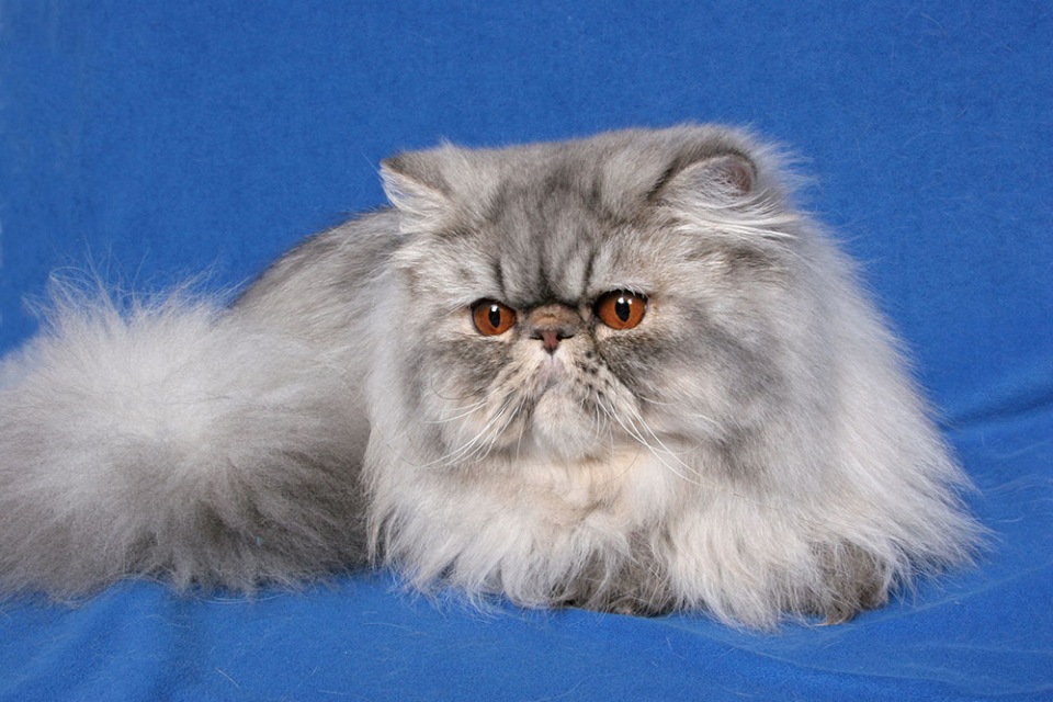Персидская шиншилла: история кошек и все тонкости содержания