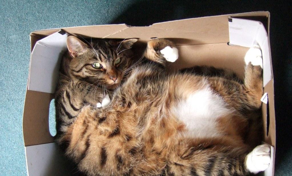 Почему кошки любят коробки и пакеты? почему коты лижут целлофановые пакеты и грызут картонные коробки? почему котам нравится спать в коробках?