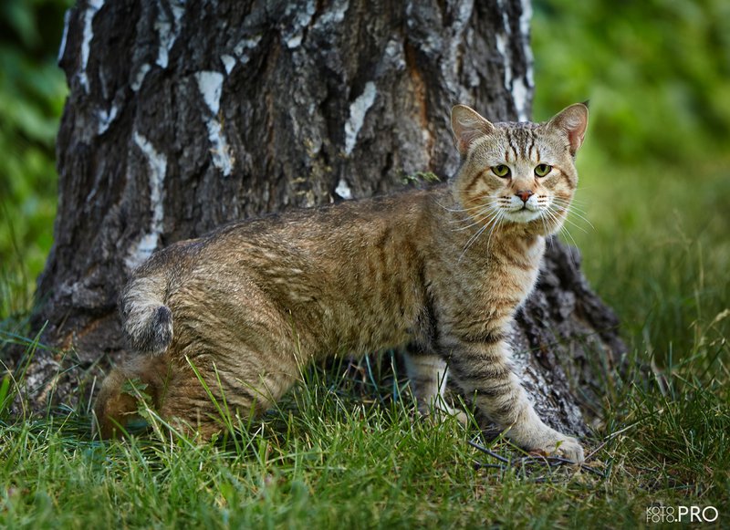 Пиксибоб: описание породы, характер кошки, советы по содержанию и уходу, фото