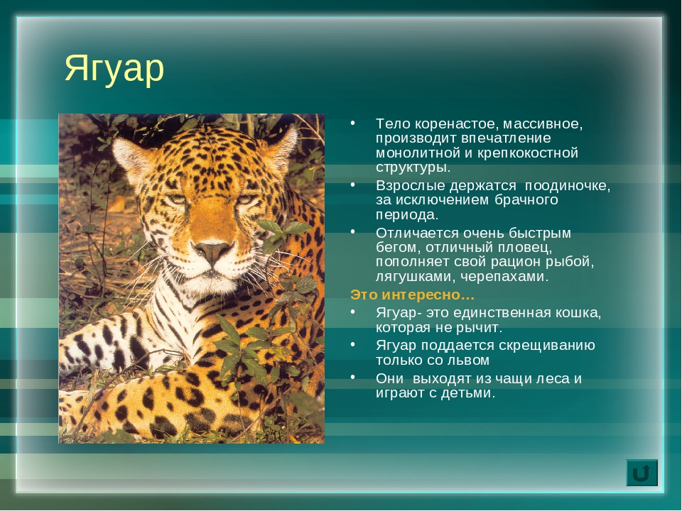 Научный текст про ягуара. Ягуар краткое описание. Ягуар презентация. Информация о Ягуаре кратко. Доклад про ягуара.