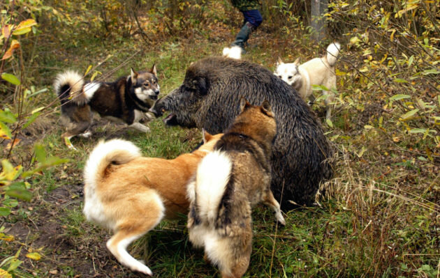 Лайка – неутомимый северный охотник и сильная ездовая собака