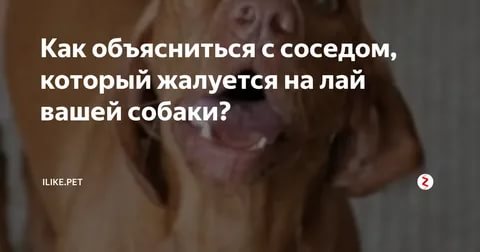 Соседская собака всю ночь протяжно. Соседям у которых собаки лают. Лай собаки в квартире. Лай собаки у соседей. Жалуются соседи на вой собаки.