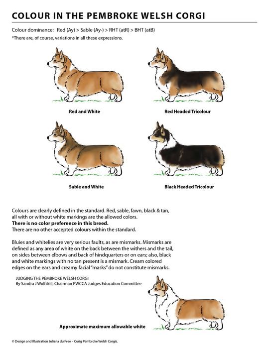 Основные плюсы и минусы собак породы вельш-корги пемброк
