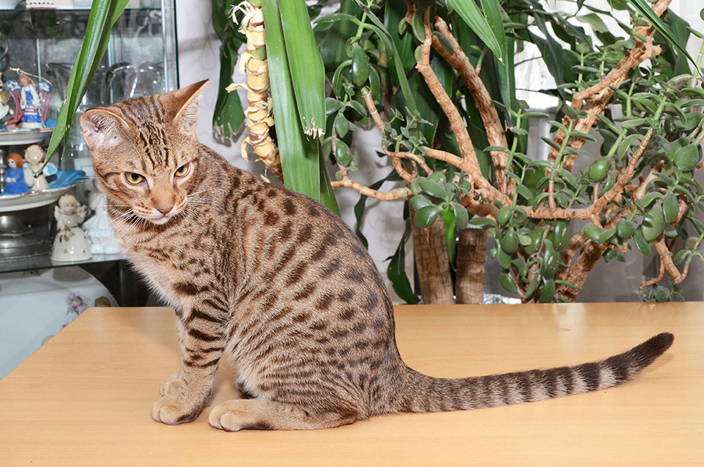 Оцикет: описание породы, характеристика и фото кота, а также цена на котят и отличия от бенгальской кошки