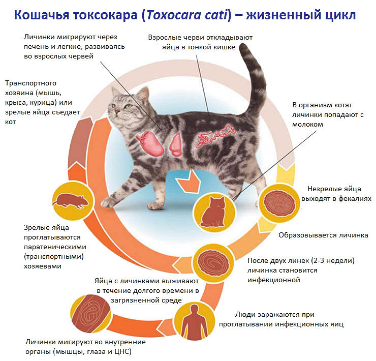 Вирусный иммунодефицид кошек