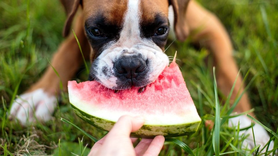 Домашнее питание маленькой собаки - правильное кормление – источник долголетия вашего питомца!