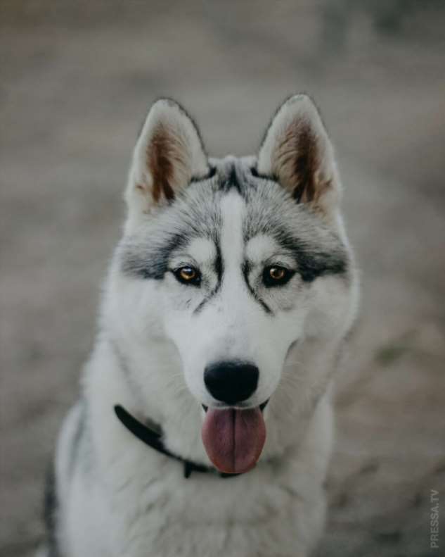 Хаски: описание породы собак с фото, цена, характеристика, дрессировка, чем кормить, сколько живут, виды и разновидности: маленькие, белые, аляскинские и сахалинские