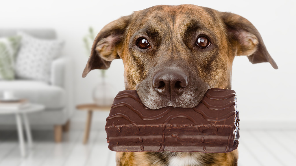 Что делать, если собака съела шоколад: смертельная доза продукта для животного