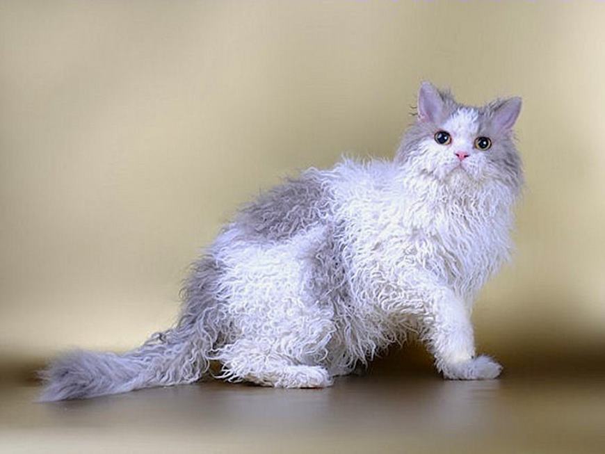 Самый пушистый кот в мире - фото, и описание кошки