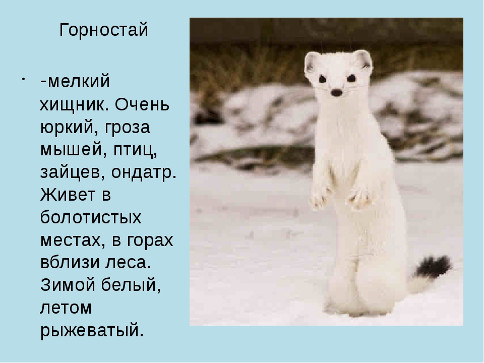 Семейство куньих: представители и их описание (фото) :: syl.ru