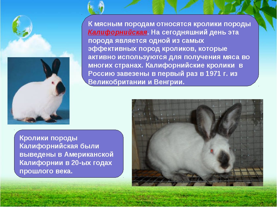 Кролики – породы и виды, фото с названиями и описанием, внешний вид, чем питаются, отличия от зайцев