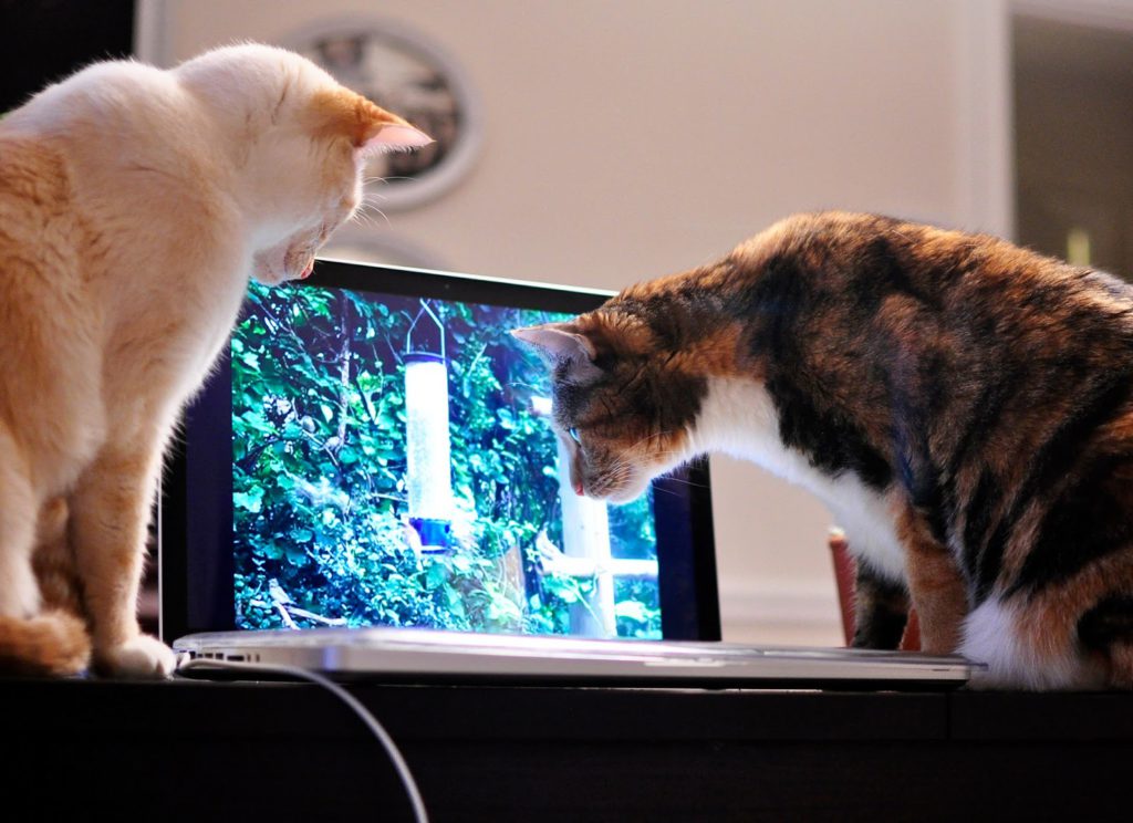 Почему некоторые  кошки любят смотреть телевизор? | животные | школажизни.ру