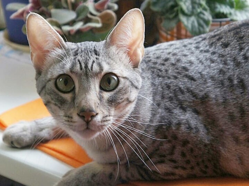 Египетская мау - порода кошек - информация и особенностях | хиллс