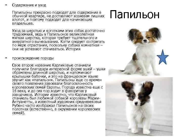 Описание породы собак алопекис
