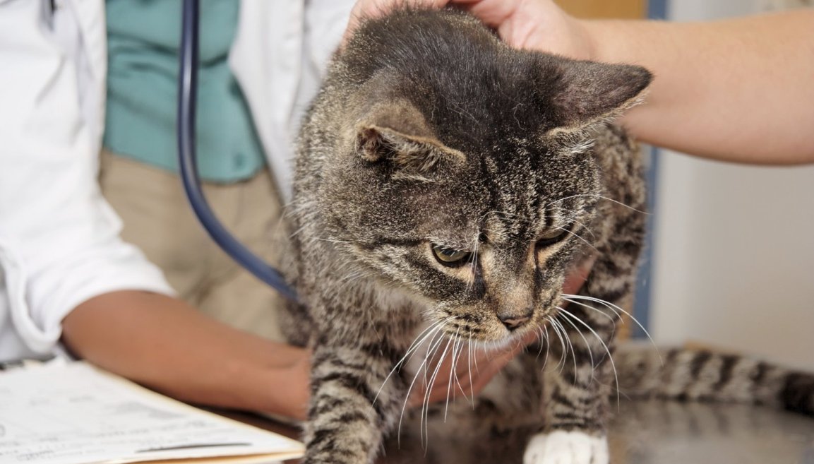Панкреатит у кошек - лечение и симптомы