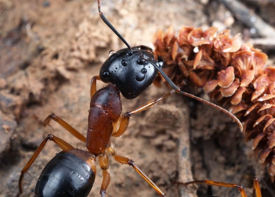 Camponotus parius (реактивный муравей) : описание, содержание, кормление, уход