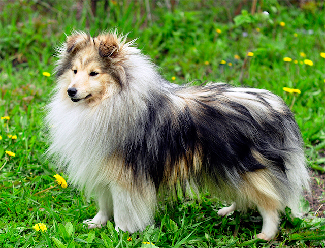 Шелти собака. описание, особенности, виды, уход, содержание и цена породы шелти