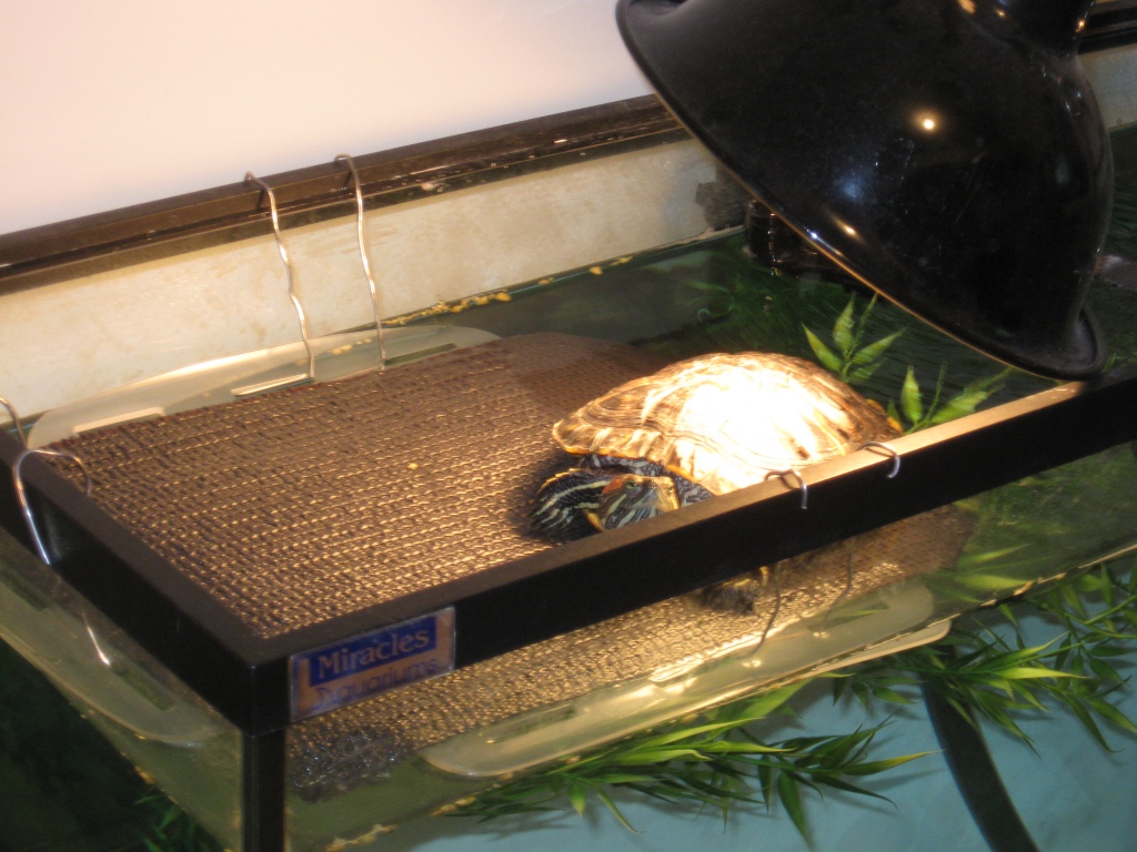 Обустройство и оформление аквариума для красноухой черепахи