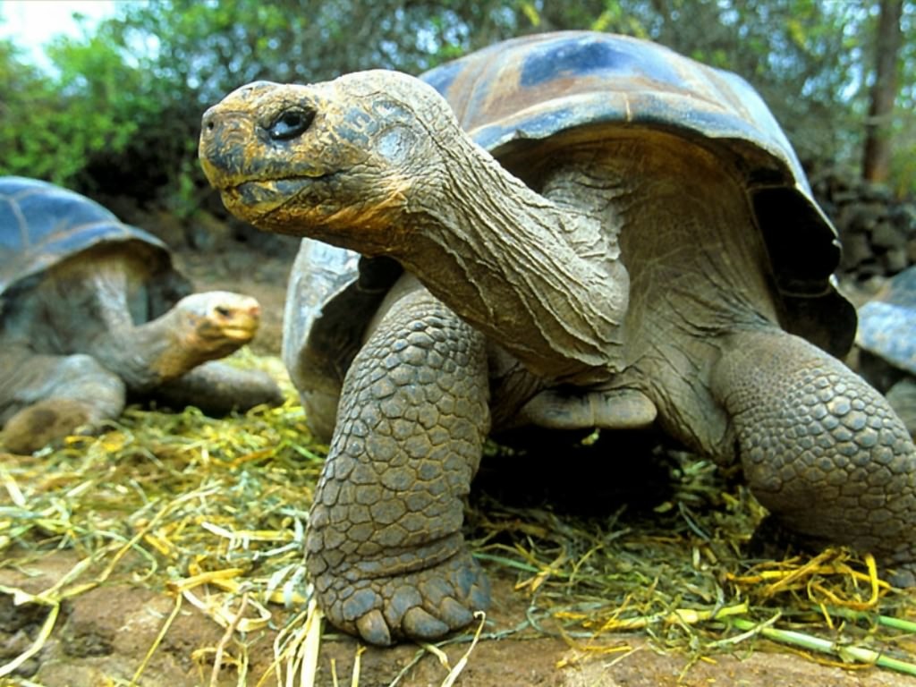 10 фактов о черепахах: правда, мифы и другие тонкости