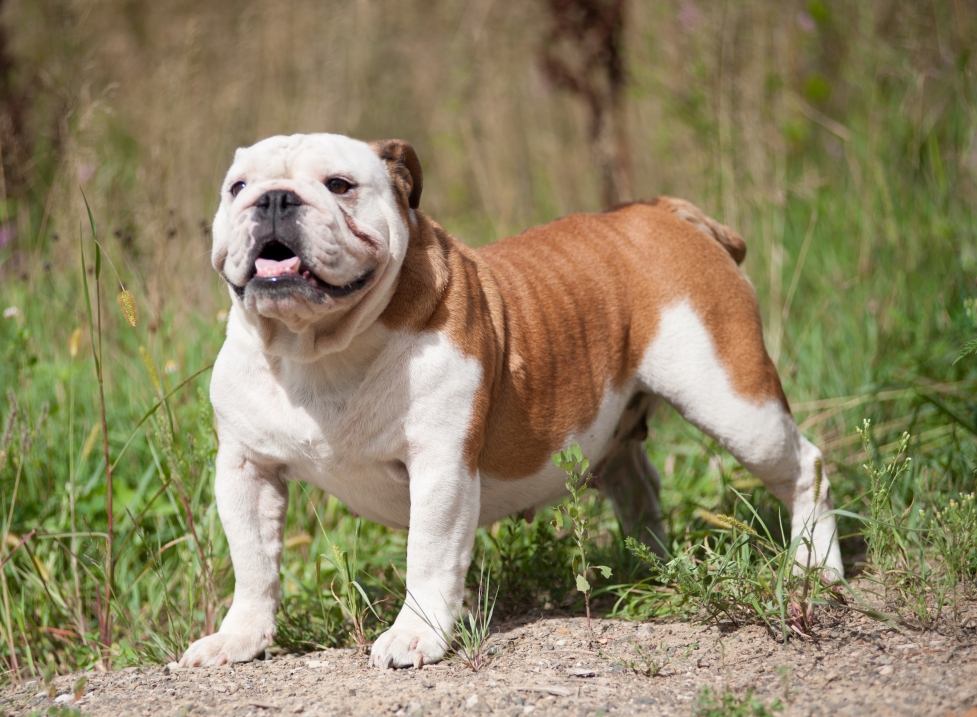 Разновидности бульдогов — фото и названия видов пород собак с описанием
