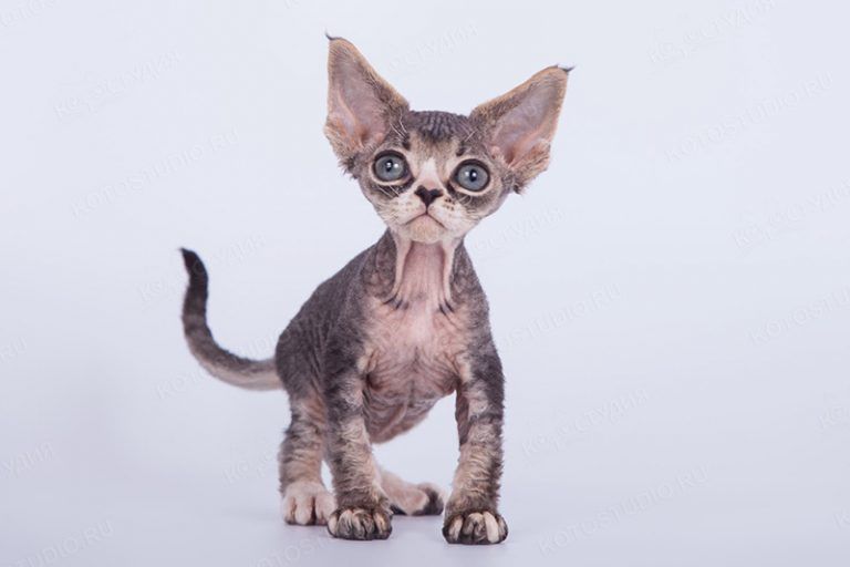 Кошки породы девон-рекс: цена котят, фото, содержание, уход, сколько живут, что едят, как выглядят