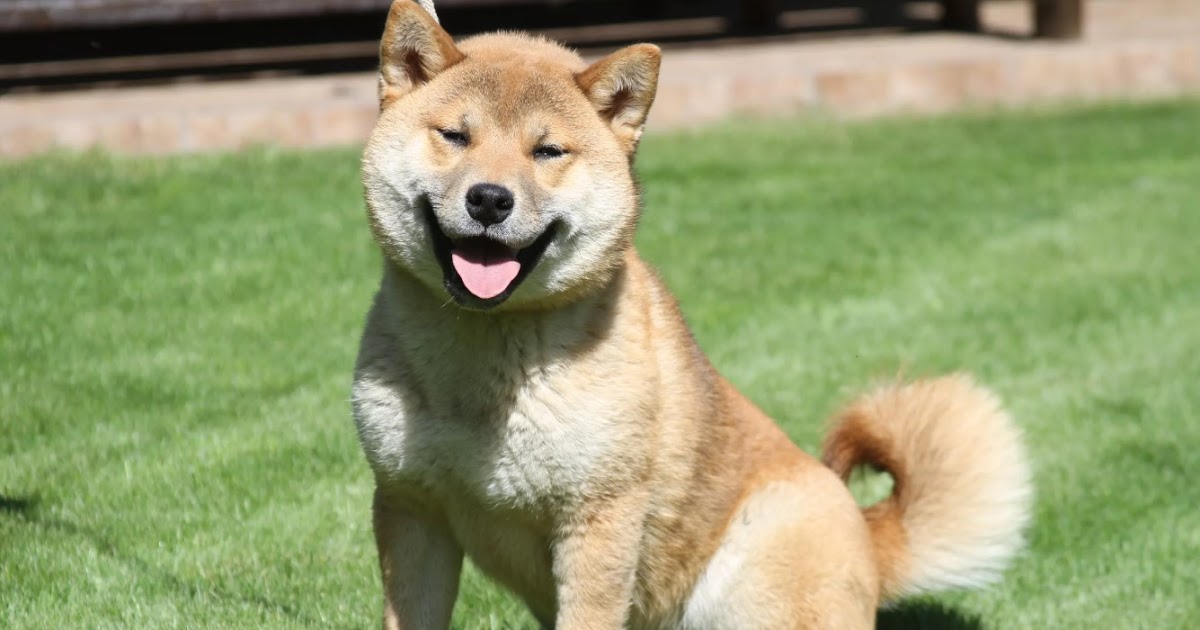 Собака- национальное достояние японии: сиба-ину
