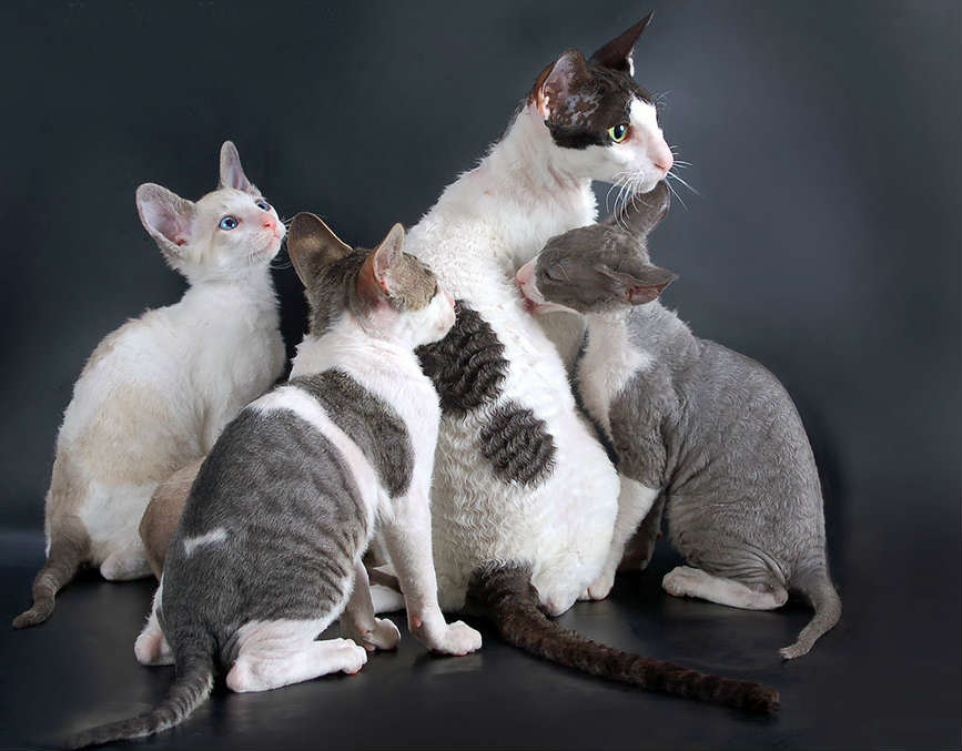 Самые ласковые породы кошек с фотографиями