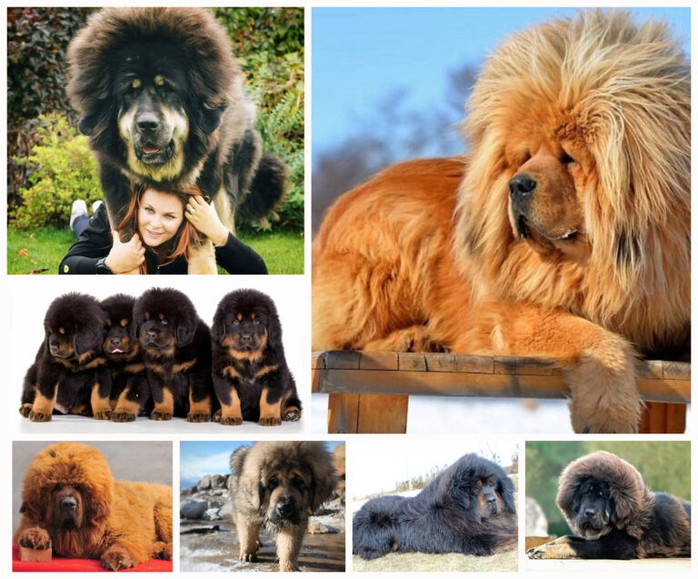 Тибетский мастиф: все о собаке, фото, описание породы, характер, цена