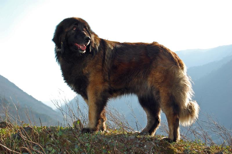 Порода собак маремма (60 фото): итальянская, абруццкая овчарка, щенки мареммо, описание, видео