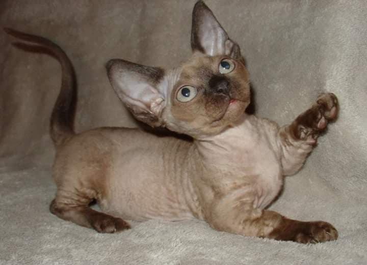 Кинкалоу: описание породы, характер кошек, советы по содержанию и уходу, фото