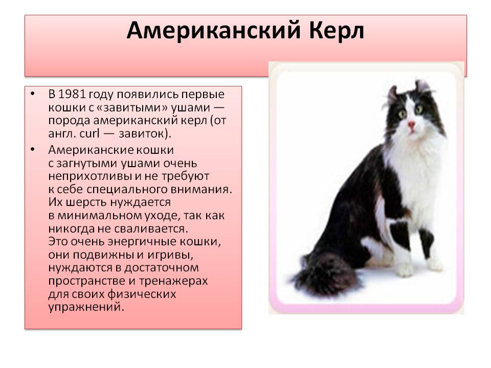 Американский керл: все о кошке, фото, описание породы, характер, цена