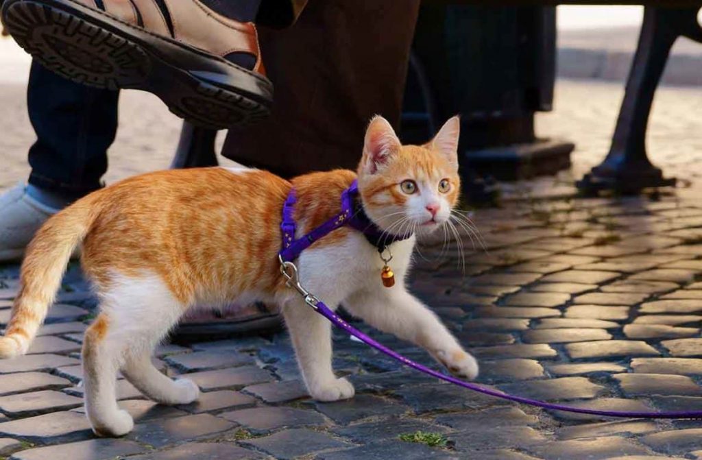 Поводок для кошки — рекомендации, как выбрать, правильно одеть и выгуливать кошку на поводке