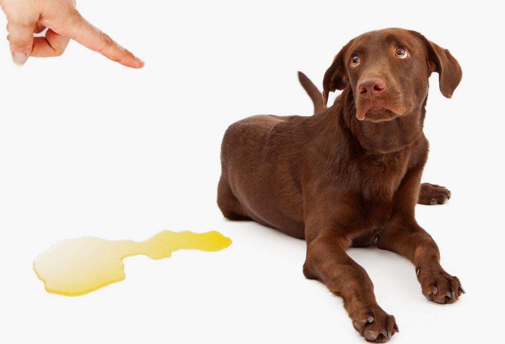 Как отучить собаку метить в квартире: что делать, эффективные способы и методы отучивания