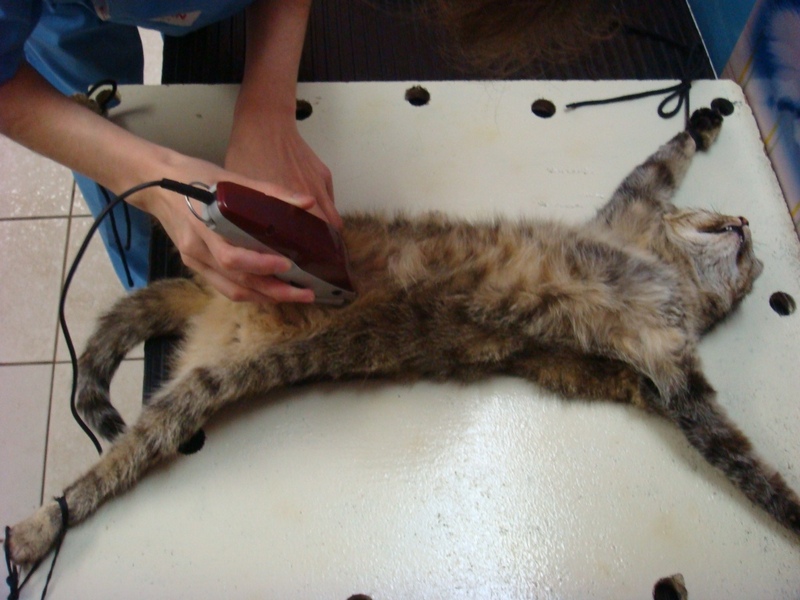 Стерилизация кошек в москве, цена от 5500 рублей | ветклиника зоостатус