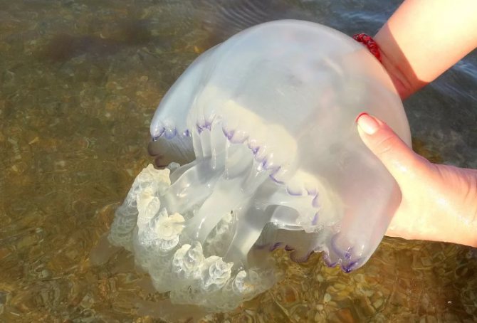 Медузы черного моря – полезные и немного опасные