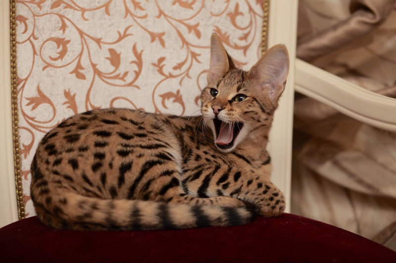 Саванна кошка фото, цена и описание породы savannah cat
