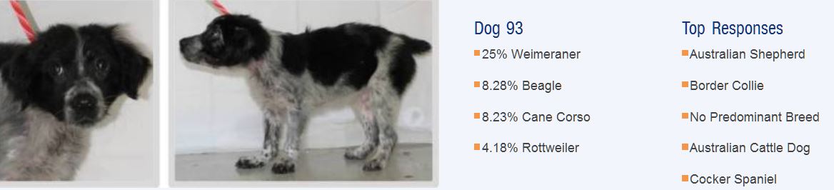 Как найти породу собаки по фото онлайн бесплатно