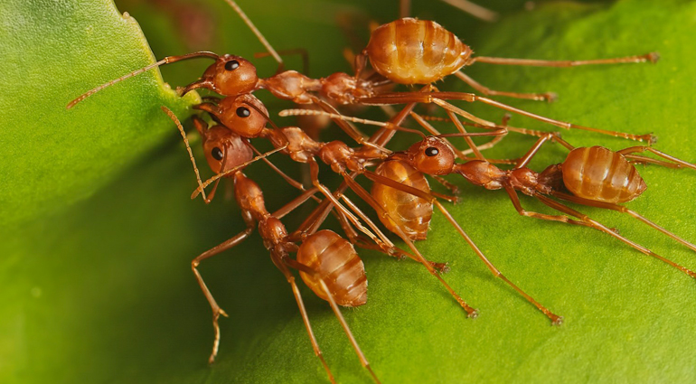 Муравьи » polyrhachis illaudata - муравей-ткач | antclub.ru | муравьи