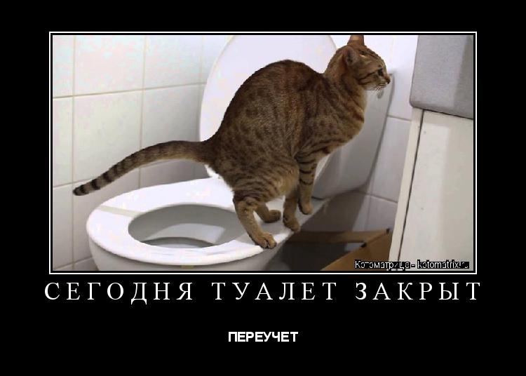Почему кошка ездит на попе - причины, как помочь? - kotiko.ru