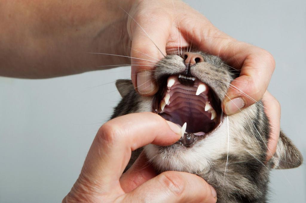 Почему у кошки или кота пахнет изо рта: причины плохого запаха и как помочь котенку или взрослому животному